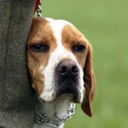 Caccia e Cacciatori: Il senso del selvatico, il cane e l’incontro.. Caccia e Cacciatori: Il senso del selvatico, il cane e l’incontro..